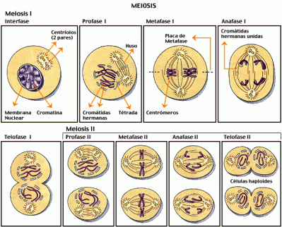 20070607045123-meiosis.gif